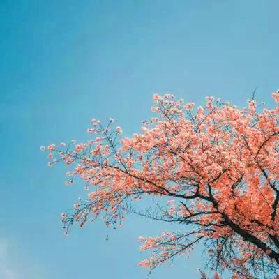 2025年微信吉祥头像图片