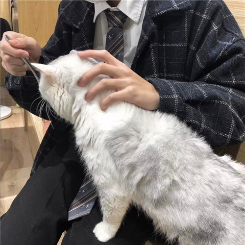 男头像图片2025最火爆