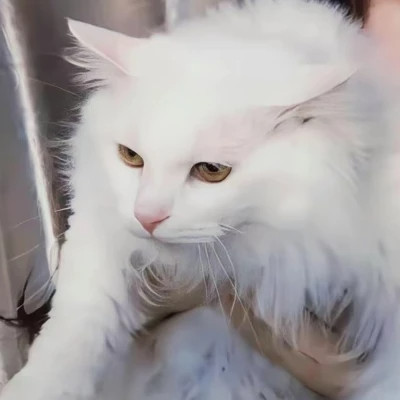 永久不换的头像真人情侣一对