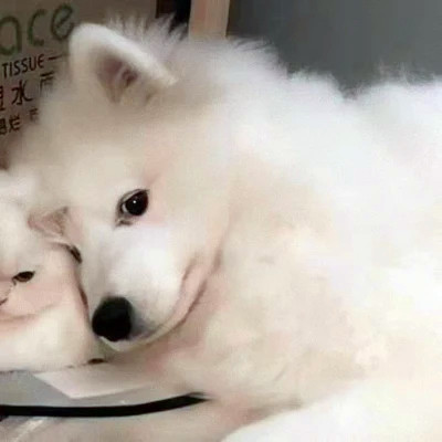 情侣头像小动物一对