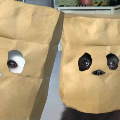 可爱的情侣头像动物