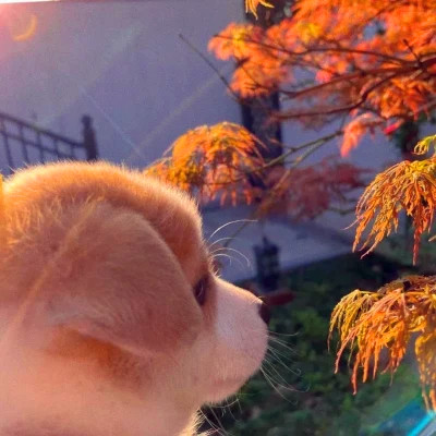 可爱的情侣头像动物