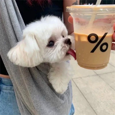 可爱的情侣头像动物