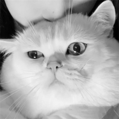 高级情头真人黑白一对两张图片