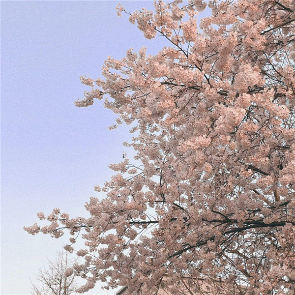 好看到爆的朋友圈背景图片头像