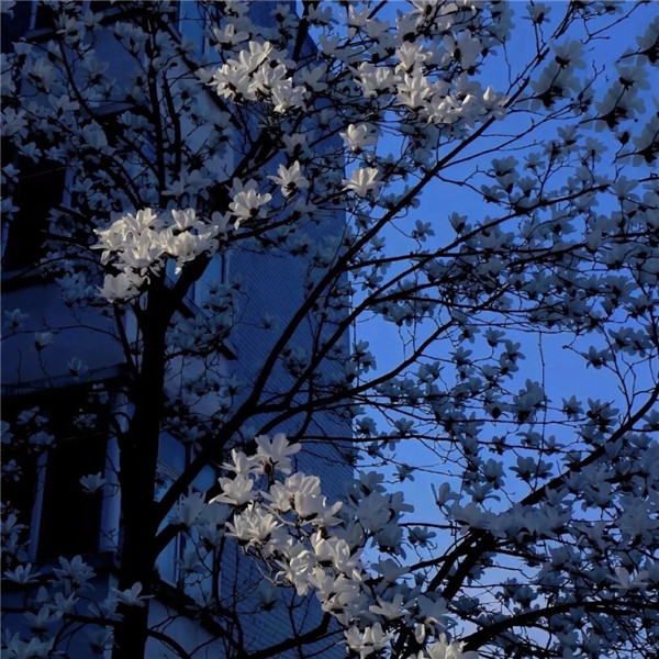 好看到爆的朋友圈背景图片头像