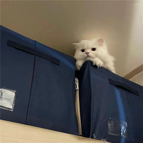 高级感ins风背景图