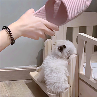 女生跟宠物的那种情头