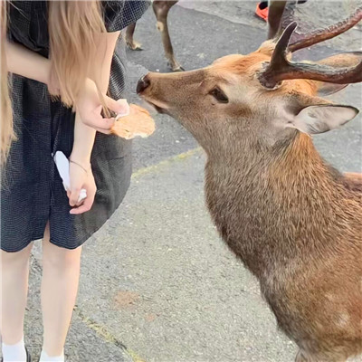 女生跟宠物的那种情头