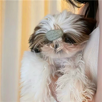 女生跟宠物的那种情头