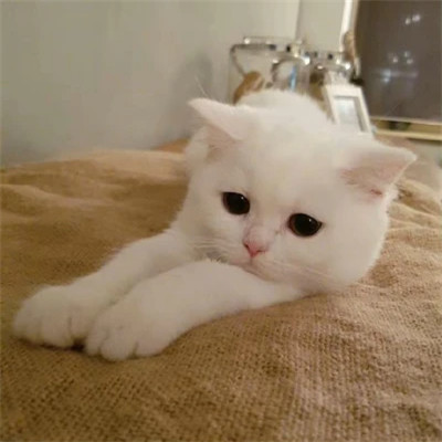 点赞收藏超多的wechat头像