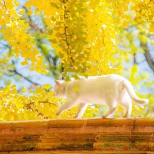 30一40岁女人微信头像简单大方