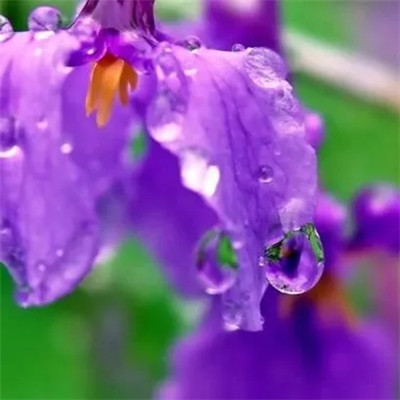 春意盎然的头像