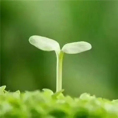 春意盎然的头像