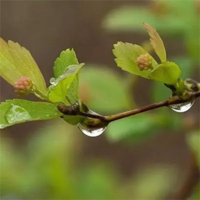 春意盎然的头像