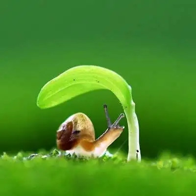 春意盎然的头像