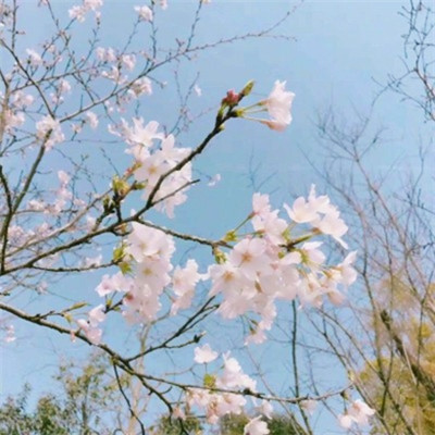 春意盎然的头像
