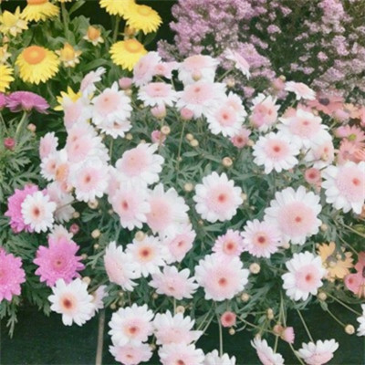 春意盎然的头像