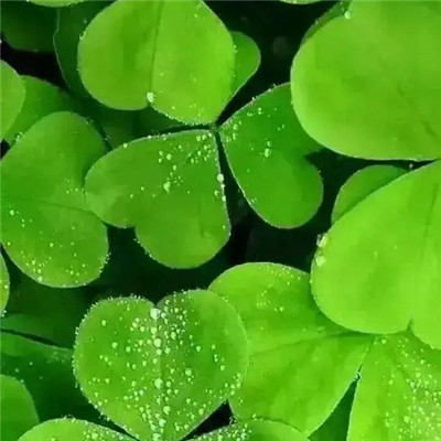 春天的微信头像