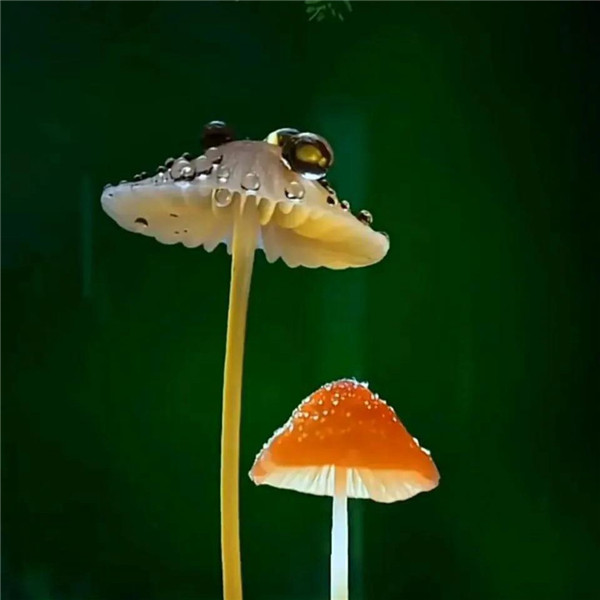 可爱治愈蜗牛头像图片