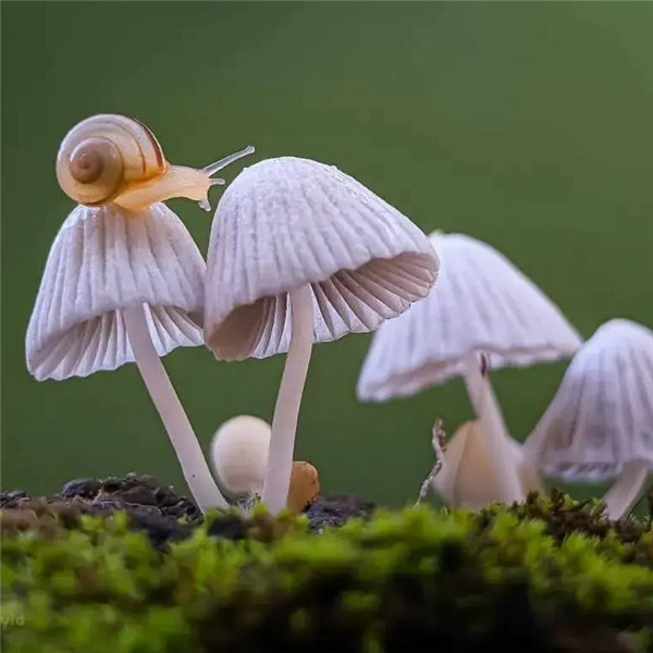 可爱治愈蜗牛头像图片
