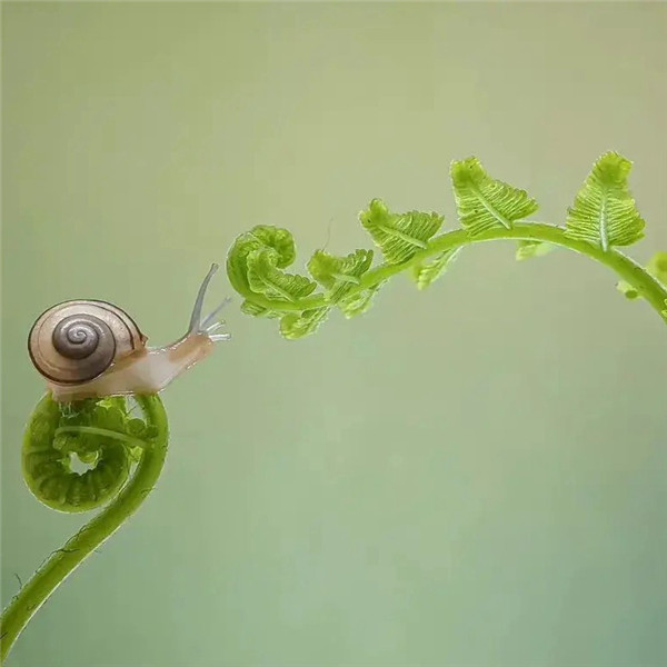 可爱治愈蜗牛头像图片