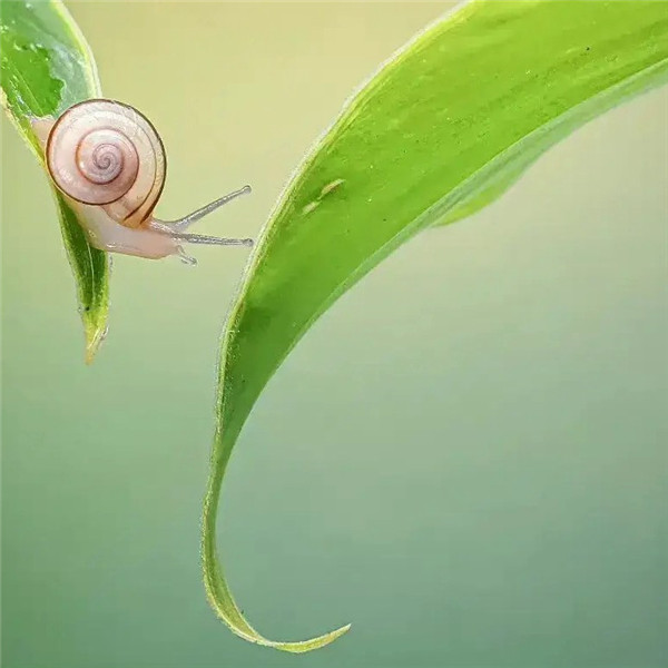 可爱治愈蜗牛头像图片