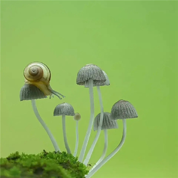可爱治愈蜗牛头像图片