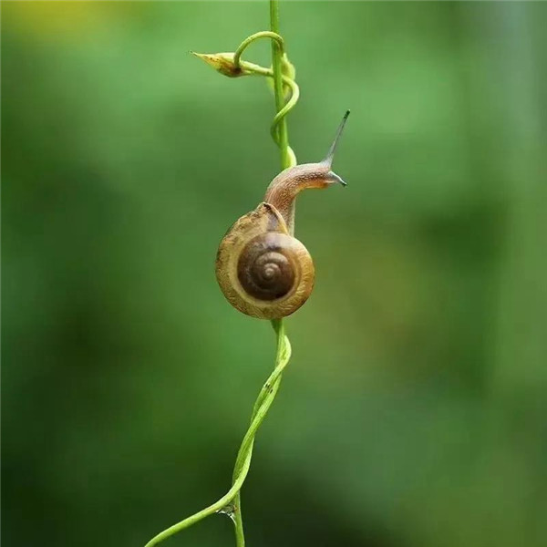 可爱治愈蜗牛头像图片