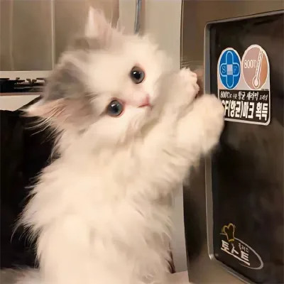 头像图片2025宠物可爱超萌