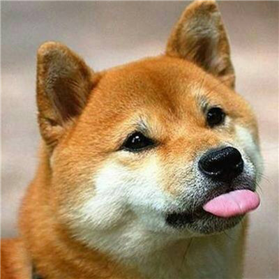 可爱宠物情侣头像一对