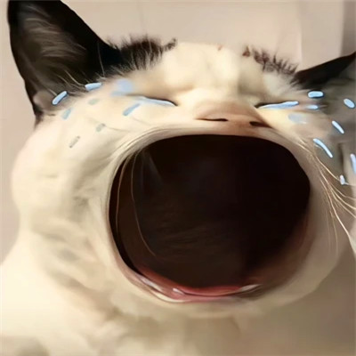 可爱宠物情侣头像一对