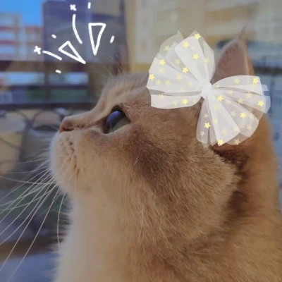宠物情侣头像高清