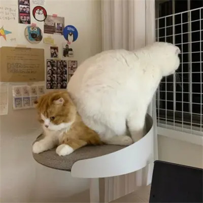 宠物情侣头像高清