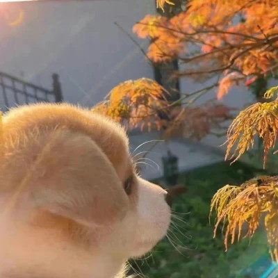 宠物情侣头像高清