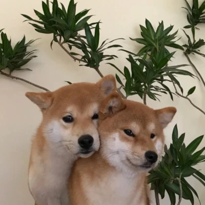 宠物情侣头像高清