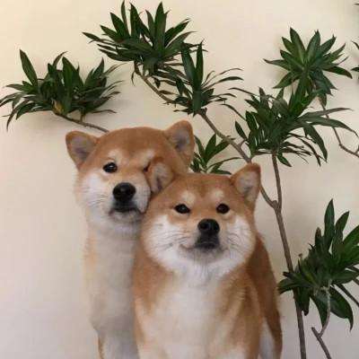 宠物情侣头像高清