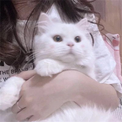 宠物情侣头像高清