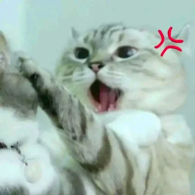 猫狗情侣头像一左一右可爱高清图片