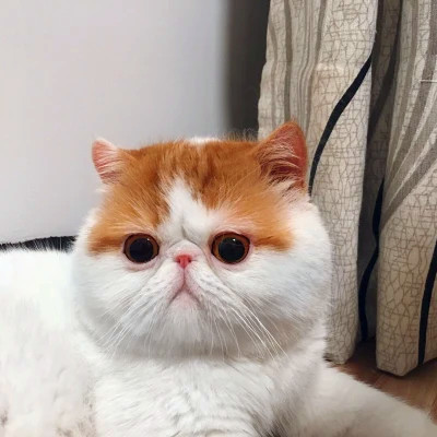 猫狗情侣头像一左一右可爱高清图片