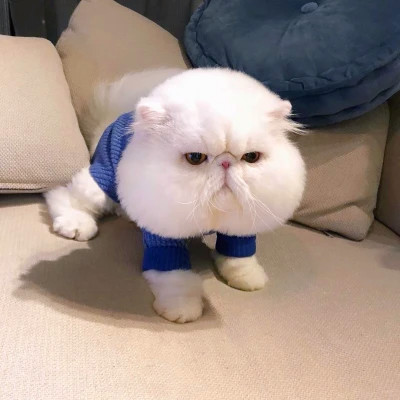 猫狗情侣头像一左一右可爱高清图片