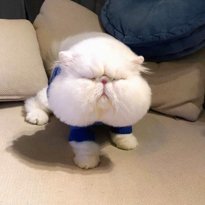 猫狗情侣头像一左一右可爱高清图片