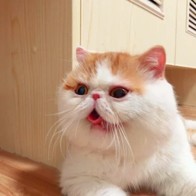 猫狗情侣头像一左一右可爱高清图片