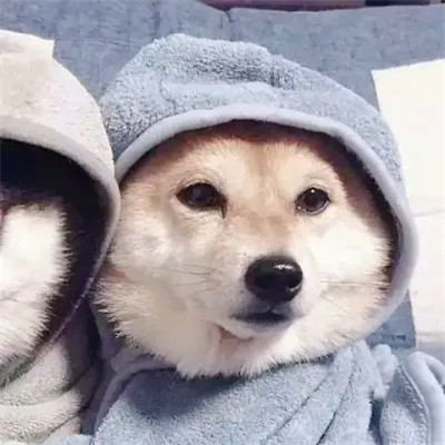 猫狗情侣头像一左一右可爱高清图片
