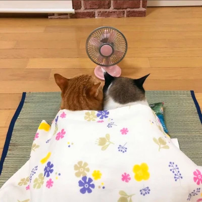 猫狗情侣头像一左一右可爱高清图片