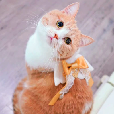 猫狗情侣头像一左一右可爱高清图片