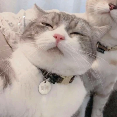 猫狗情侣头像一左一右可爱高清图片