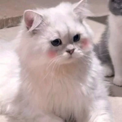 猫狗情侣头像一左一右可爱高清图片