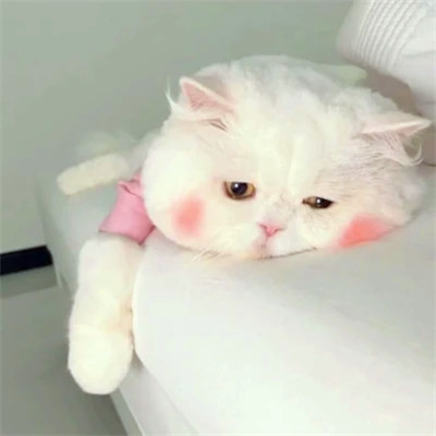 猫狗情侣头像一左一右可爱高清图片