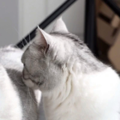猫狗情侣头像一左一右可爱高清图片